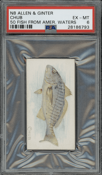 1889 N8 Allen & Ginter Chub 50 Fish From American Waters PSA 6 front of card