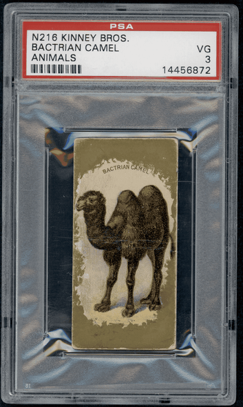1890 N216 Kinney Bros. Bacterian Camel Animals PSA 3 front of card
