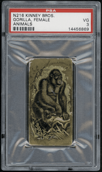 1890 N216 Kinney Bros. Gorilla (Female) Animals PSA 3 front of card