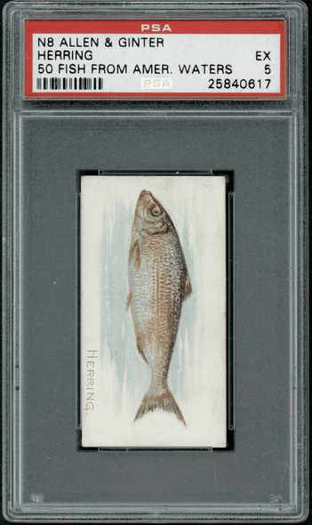 1889 N8 Allen & Ginter Herring 50 Fish From American Waters PSA 5 front of card