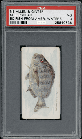 1889 N8 Allen & Ginter Sheepshead 50 Fish From American Waters PSA 3 front of card