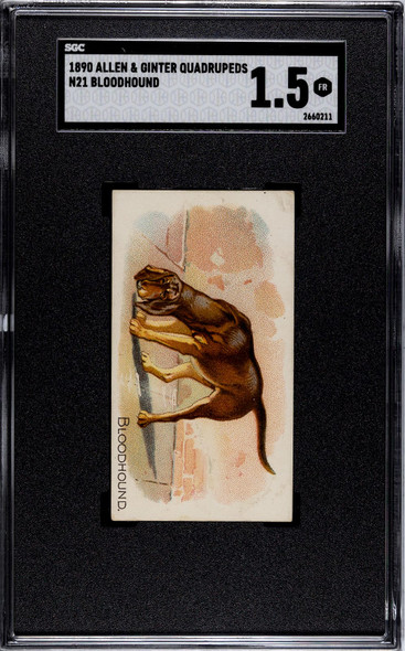 1890 N21 Allen & Ginter Bloodhound 50 Quadrupeds SGC 1.5 front of card