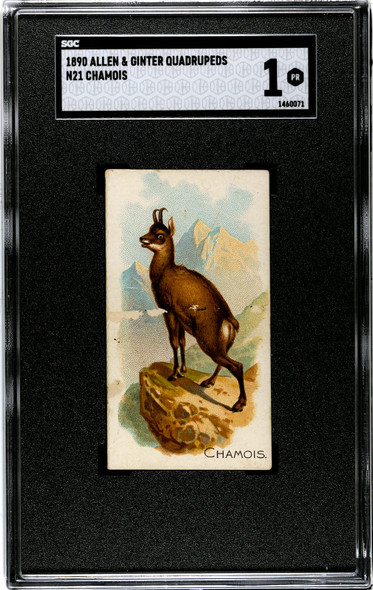 1890 N21 Allen & Ginter Chamois 50 Quadrupeds SGC 1 front of card