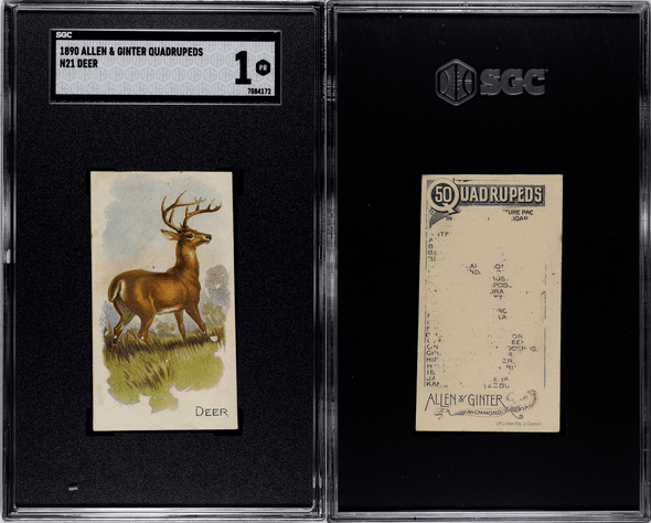 1890 N21 Allen & Ginter Deer 50 Quadrupeds SGC 1 front and back of card