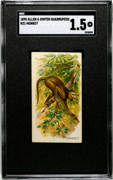 1890 N21 Allen & Ginter Monkey 50 Quadrupeds SGC 1.5 front of card