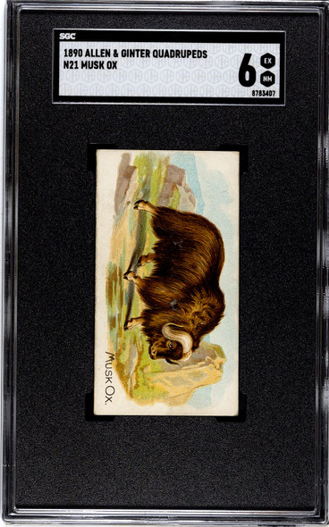 1890 N21 Allen & Ginter Musk Ox 50 Quadrupeds SGC 6 front of card