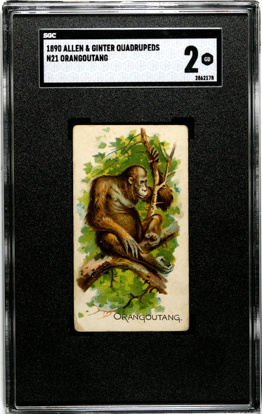 1890 N21 Allen & Ginter Orangoutang 50 Quadrupeds SGC 2 front of card
