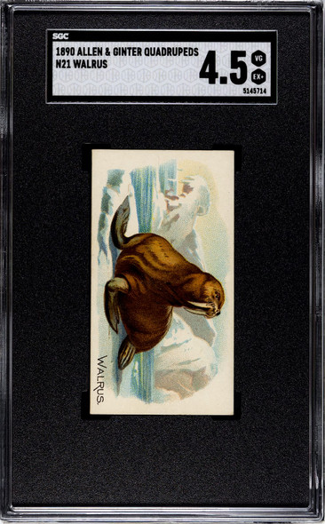 1890 N21 Allen & Ginter Walrus 50 Quadrupeds SGC 4.5 front of card