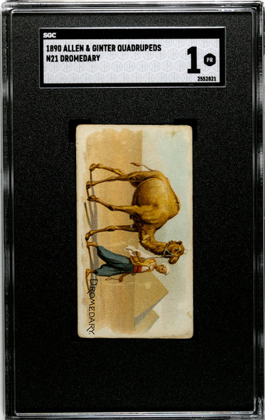 1890 N21 Allen & Ginter Dromedary 50 Quadrupeds SGC 1 front of card