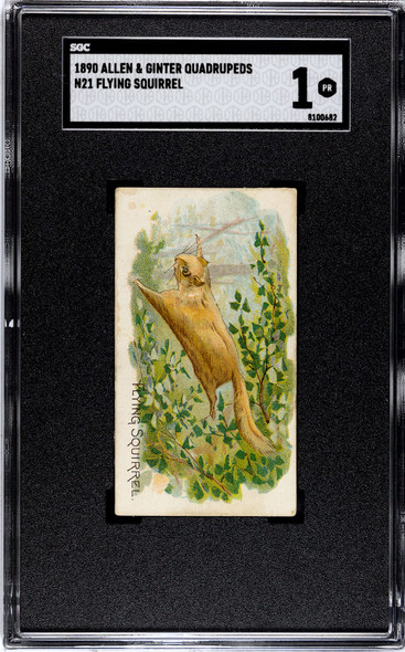 1890 N21 Allen & Ginter Flying Squirrel 50 Quadrupeds SGC 1 front of card