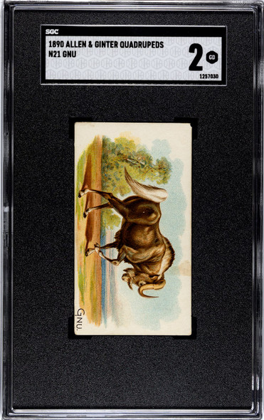 1890 N21 Allen & Ginter Gnu 50 Quadrupeds SGC 2 front of card