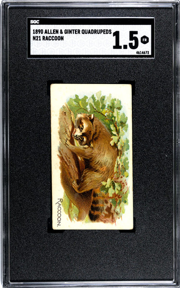 1890 N21 Allen & Ginter Raccoon 50 Quadrupeds SGC 1.5 front of card