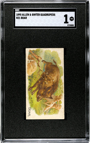 1890 N21 Allen & Ginter Boar 50 Quadrupeds SGC 1 front of card