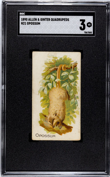 1890 N21 Allen & Ginter Opossum 50 Quadrupeds SGC 3 front of card