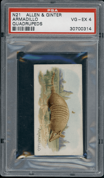 1890 N21 Allen & Ginter Armadillo 50 Quadrupeds PSA 4 front of card