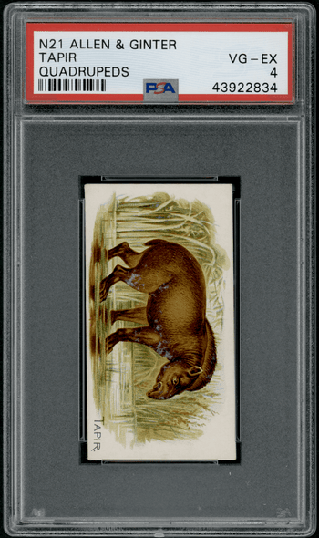 1890 N21 Allen & Ginter Tapir 50 Quadrupeds PSA 4 front of card