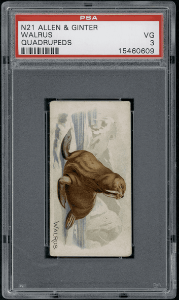 1890 N21 Allen & Ginter Walrus 50 Quadrupeds PSA 3 front of card