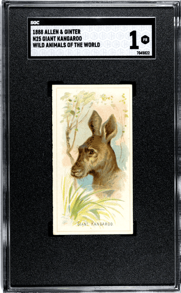 1888 N25 Allen & Ginter Giant Kangaroo Wild Animals of the World SGC 1 front of card