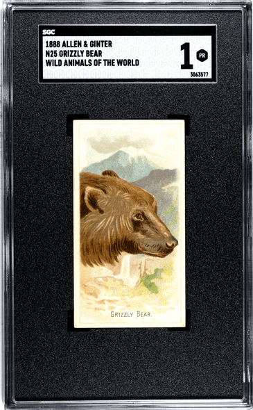 1888 N25 Allen & Ginter Grizzly Bear Wild Animals of the World SGC 1 front of card