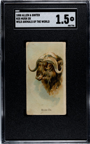 1888 N25 Allen & Ginter Musk Ox Wild Animals of the World SGC 1.5 front of card