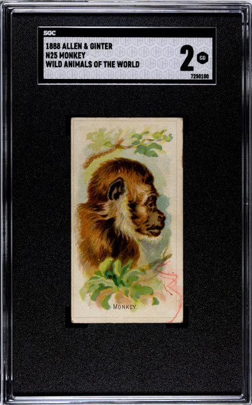 1888 N25 Allen & Ginter Monkey Wild Animals of the World SGC 2 front of card