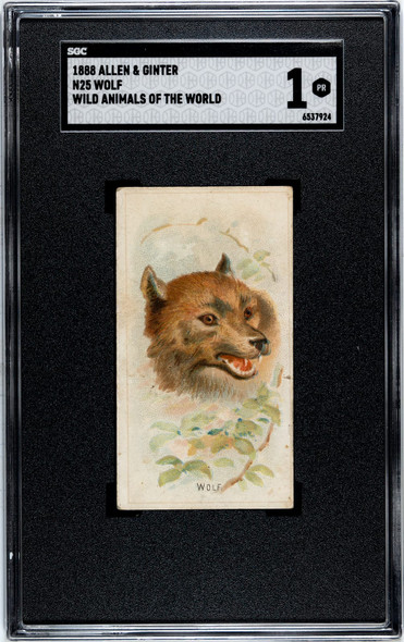 1888 N25 Allen & Ginter Wolf Wild Animals of the World SGC 1 front of card