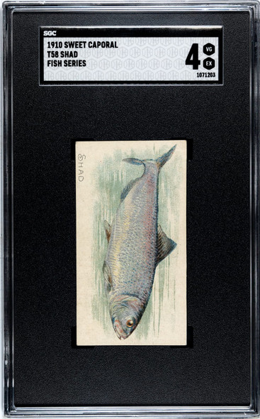 1910 T58 Fish Series Shad Sweet Caporal SGC 4 front of card