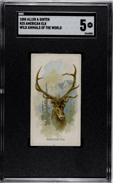 1888 N25 Allen & Ginter American Elk Wild Animals of the World SGC 5 front of card