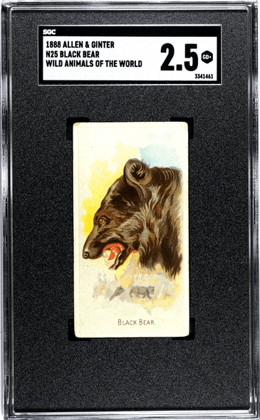 1888 N25 Allen & Ginter Black Bear Wild Animals of the World SGC 2.5 front of card