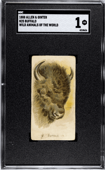 1888 N25 Allen & Ginter Buffalo Wild Animals of the World SGC 1 front of card