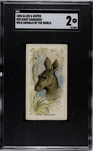 1888 N25 Allen & Ginter Giant Kangaroo Wild Animals of the World SGC 2 front of card