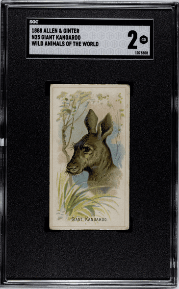 1888 N25 Allen & Ginter Giant Kangaroo Wild Animals of the World SGC 2 front of card
