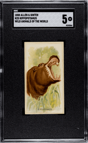 1888 N25 Allen & Ginter Hippopotamus Wild Animals of the World SGC 5 front of card
