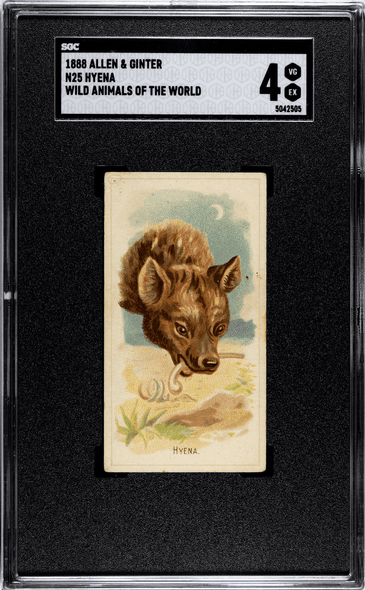 1888 N25 Allen & Ginter Hyena Wild Animals of the World SGC 4 front of card