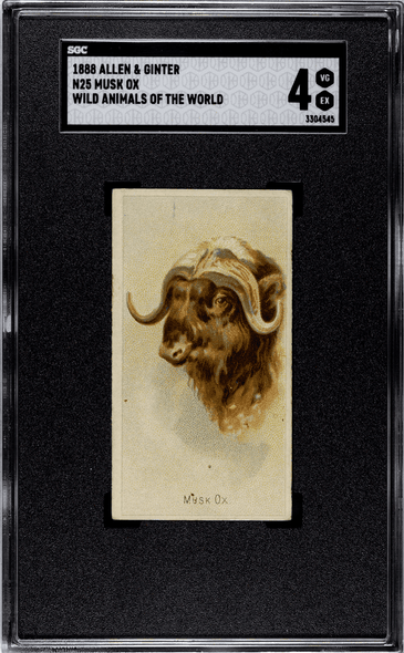 1888 N25 Allen & Ginter Musk Ox Wild Animals of the World SGC 4 front of card