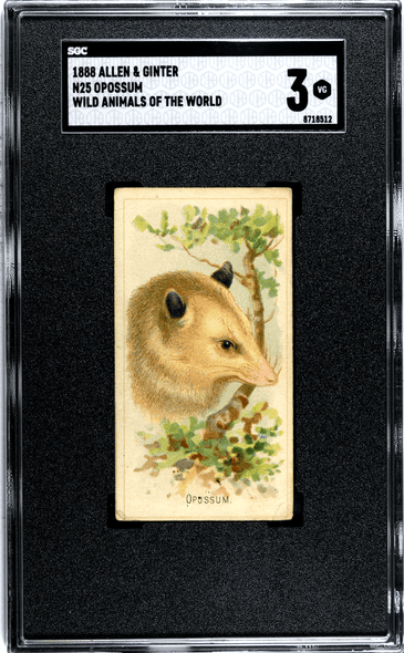 1888 N25 Allen & Ginter Opossum Wild Animals of the World SGC 3 front of card
