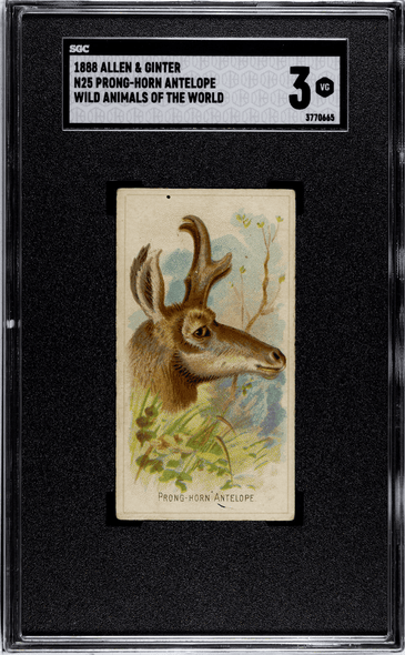 1888 N25 Allen & Ginter Prong-Horn Antelope Wild Animals of the World SGC 3 front of card