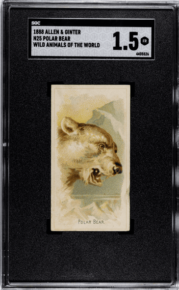 1888 N25 Allen & Ginter Polar Bear Wild Animals of the World SGC 1.5 front of card