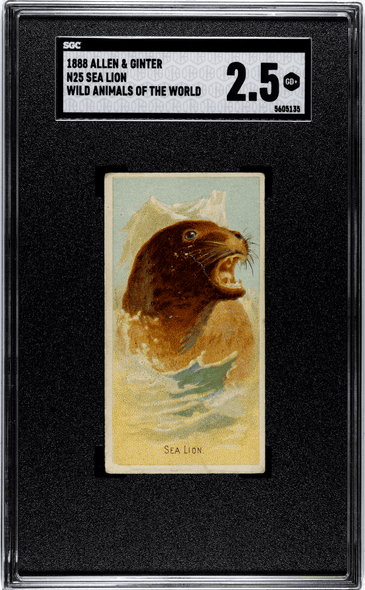 1888 N25 Allen & Ginter Sea Lion Wild Animals of the World SGC 2.5 front of card