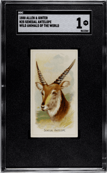 1888 N25 Allen & Ginter Senegal Antelope Wild Animals of the World SGC 1 front of card