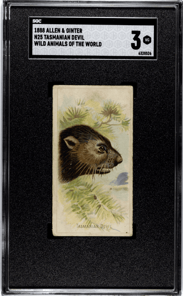 1888 N25 Allen & Ginter Tasmanian Devil Wild Animals of the World SGC 3 front of card