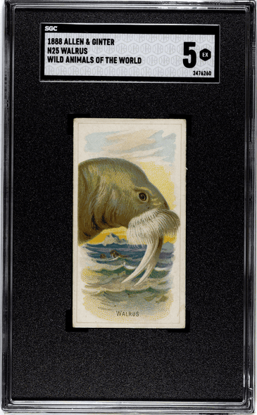 1888 N25 Allen & Ginter Walrus Wild Animals of the World SGC 5 front of card