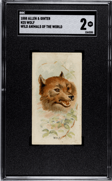 1888 N25 Allen & Ginter Wolf Wild Animals of the World SGC 2 front of card