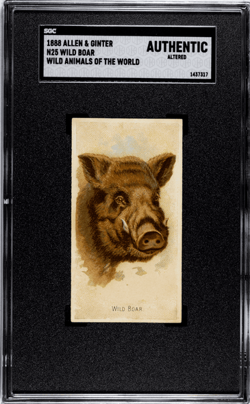 1888 N25 Allen & Ginter Wild Boar Wild Animals of the World SGC Authentic front of card