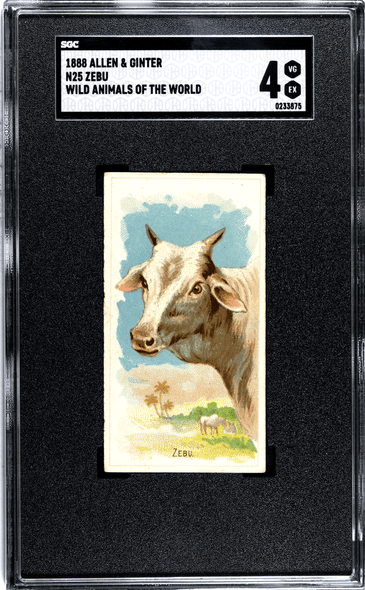 1888 N25 Allen & Ginter Zebu Wild Animals of the World SGC 4 front of card