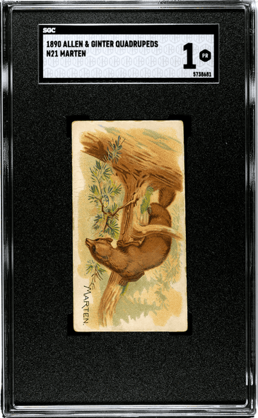 1890 N21 Allen & Ginter Marten 50 Quadrupeds SGC 1 front of card