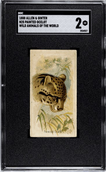 1888 N25 Allen & Ginter Painted Ocelot Wild Animals of the World SGC 2 front of card