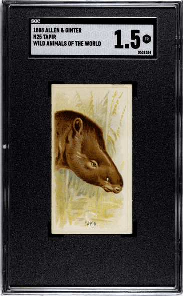 1888 N25 Allen & Ginter Tapir Wild Animals of the World SGC 1.5 front of card