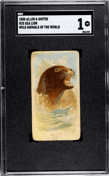 1888 N25 Allen & Ginter Sea Lion Wild Animals of the World SGC 1 front of card