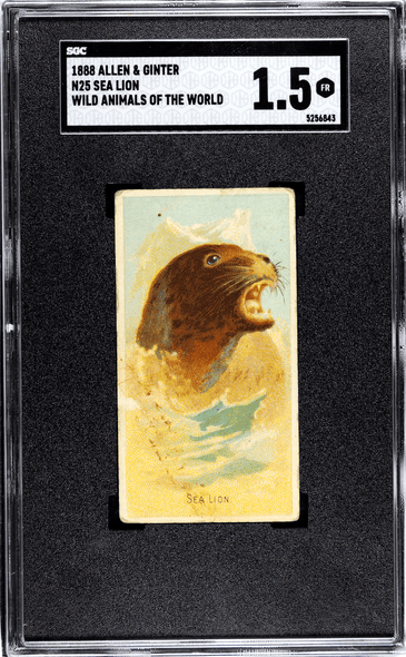 1888 N25 Allen & Ginter Sea Lion Wild Animals of the World SGC 1.5 front of card